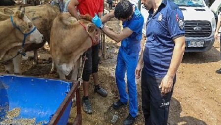 Buca Belediyesi’nde Kurban Bayramı mesaisi