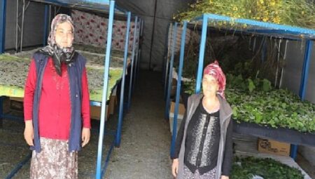 Muğla Büyükşehir’in Desteklediği İpekböcekçiliği Üretiminde Yüzler Gülüyor
