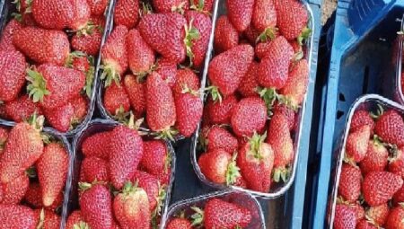 Muğla’nın Çilekleri Migros Raflarında