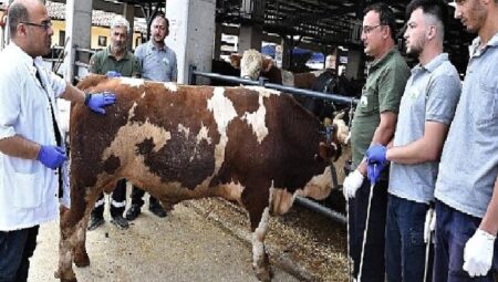 Osmangazi’de kurban yakalama timleri göreve hazır