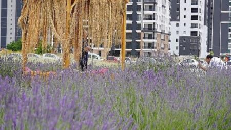 Başkan Altınok fotoğrafçıları Lavanta ve Gül bahçesine davet etti 