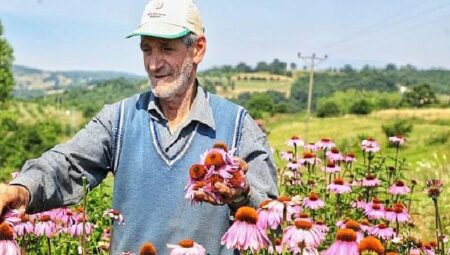 Ekinezya Hasat İçin Gün Sayıyor