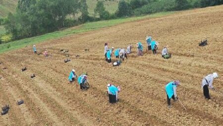 Tıbbi Aromatik Bitki Yetiştiriciliğinde yeni ürün; kekik
