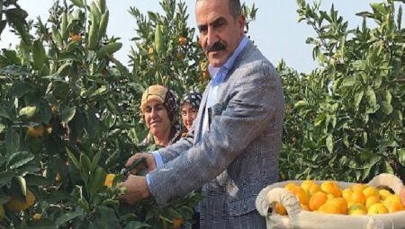 2023/24 sezonunda narenciye rekoltesinde rekor artış