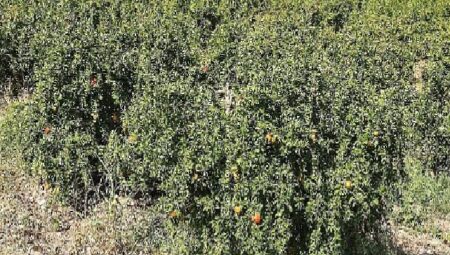 Antalya Büyükşehir’in Çiftçilere Faydalı Böcek Desteği Devam ediyor