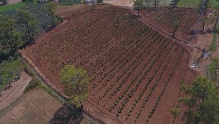 Büyükşehir Muğla’da 228 Bin 400 Ağacı Toprakla Buluşturdu