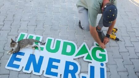 Uludağ Enerji, Hatay Kampüsünde Sokak Hayvanlarını Yalnız Bırakmadı