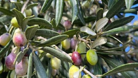 Aliağa, Zeytin Hasat Şenliğinde Buluşuyor