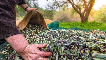 Türkiye’nin Sofralık Zeytin İhracatı 184 Milyon 510 Bin Dolar Oldu