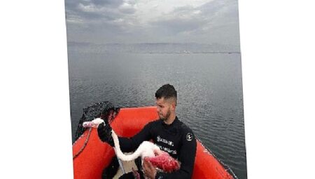 Kocaeli İtfaiyesi, İzmit Körfezinde mahsur kalan yaralı Flamingo’yu kurtardı