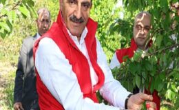 Milyonlarca kiraz ağacı ihracat rekoru kırmak için 1 hafta önceden meyvelerini verdi