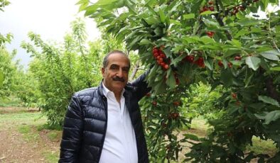 Kiraz hasat şenliğine gençler enerji kattı