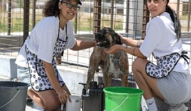Bunaltan sıcaklarda can dostlar unutulmadı