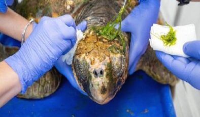 Körfez’deki yaralı Caretta caretta kurtarıldı