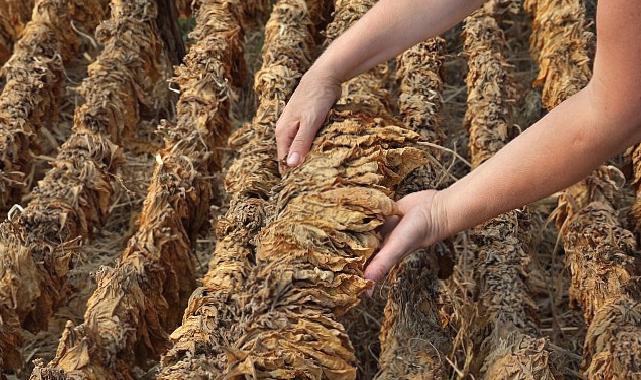 Tütün sektörü 6 ayda 451 milyon dolar ihracat gerçekleştirdi